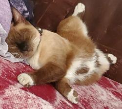 Lost Male Cat last seen Calle Bronce, Pilares la puerta sector Platino en Pilares, Los Pilares, N.L. 65515