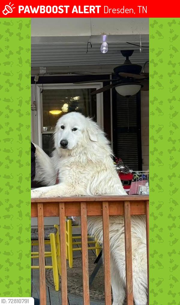 Lost Female Dog last seen Palmersville Hwy 89, Dresden, TN 38225