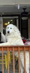 Lost Female Dog last seen Palmersville Hwy 89, Dresden, TN 38225