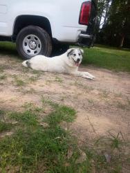 Found/Stray Female Dog last seen S pine lake rd and rabon chapel, Montgomery County, TX 77316