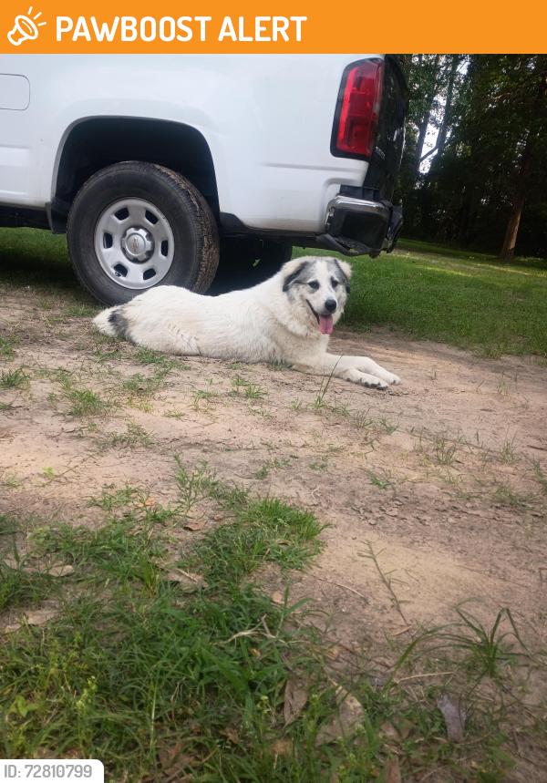 Found/Stray Female Dog last seen S pine lake rd and rabon chapel, Montgomery County, TX 77316