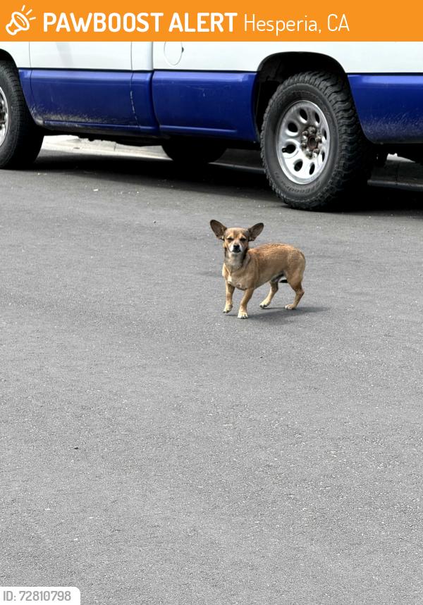 Found/Stray Unknown Dog last seen Katelyn St and Baldy Ln, Hesperia, CA 92345