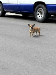 Found/Stray Unknown Dog last seen Katelyn St and Baldy Ln, Hesperia, CA 92345
