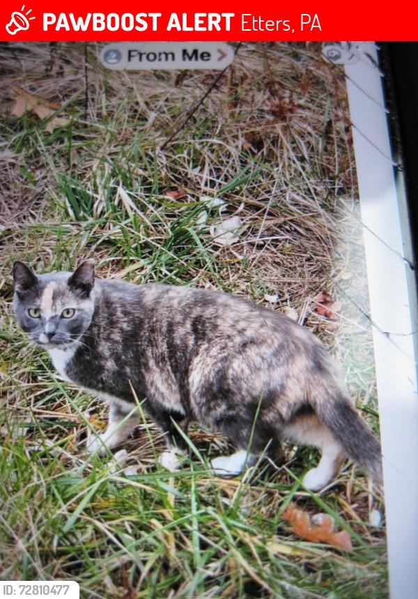 Lost Female Cat last seen Old Quaker Road/Ridge Road/Route 177, Etters, PA 17319
