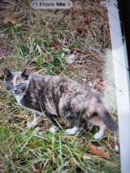 Lost Female Cat last seen Old Quaker Road/Ridge Road/Route 177, Etters, PA 17319