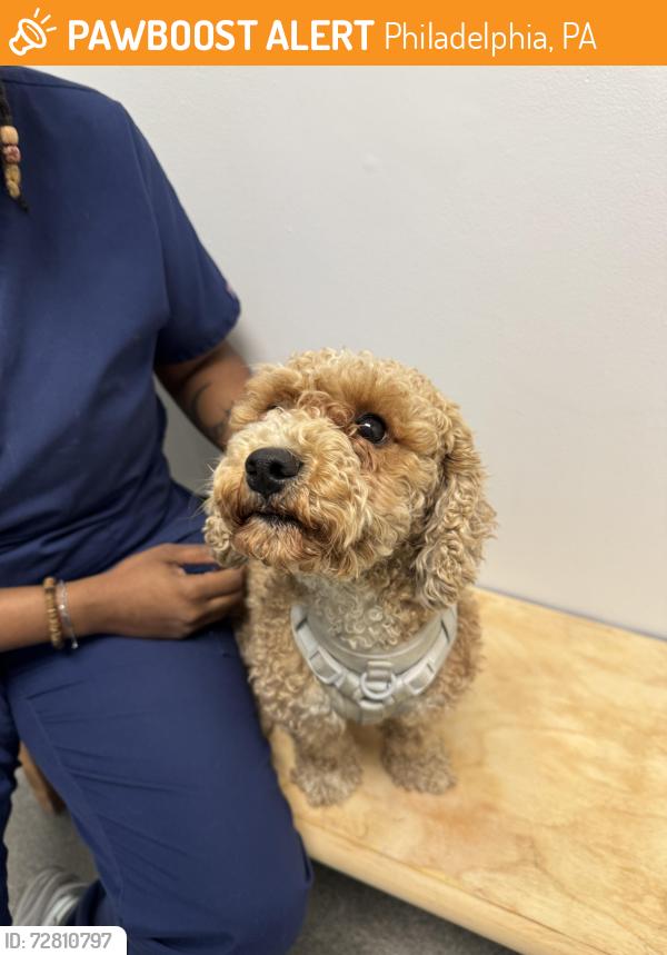 Found/Stray Female Dog last seen Near Rival Bros and The Hub, Philadelphia, PA 19121