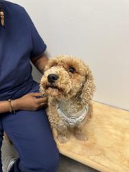 Found/Stray Female Dog last seen Near Rival Bros and The Hub, Philadelphia, PA 19121