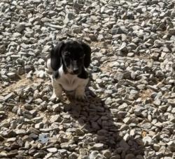 Lost Male Dog last seen Glenn and oracle, Tucson, AZ 85705