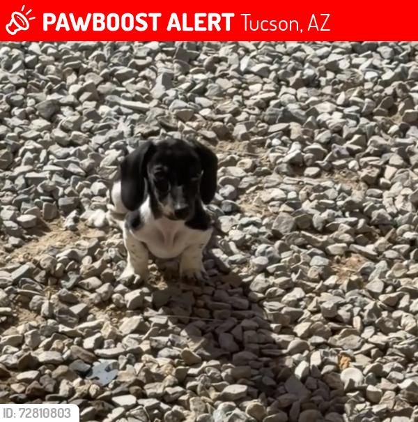 Lost Male Dog last seen Glenn and oracle, Tucson, AZ 85705