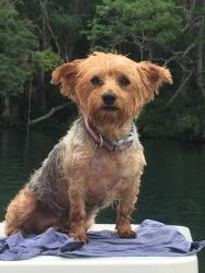 Lost Female Dog last seen 75th and 18th, Bradenton, FL 34209