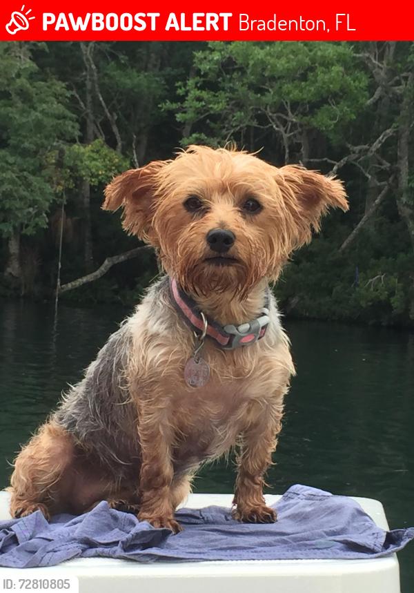 Lost Female Dog last seen 75th and 18th, Bradenton, FL 34209