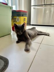 Found/Stray Female Cat last seen Route 1, Hollywood, FL 33020