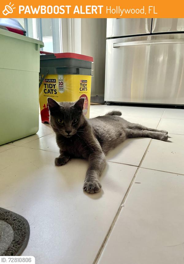 Found/Stray Female Cat last seen Route 1, Hollywood, FL 33020
