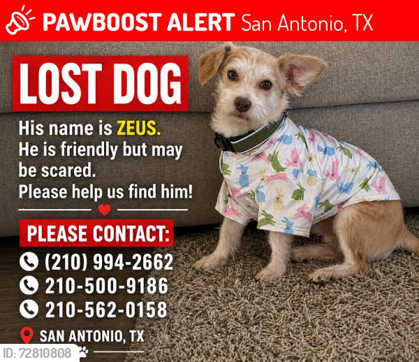 Lost Male Dog last seen Between Beatrice and South flores ST  78214, San Antonio, TX 78214