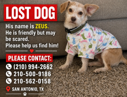 Lost Male Dog last seen Between Beatrice and South flores ST  78214, San Antonio, TX 78214
