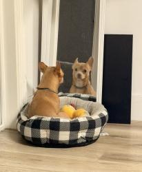 Lost Male Dog last seen Street, Buena Park, CA 90621