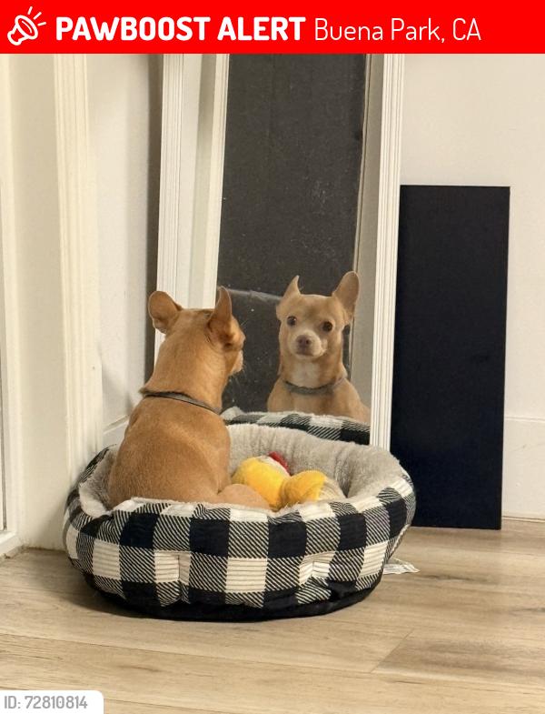 Lost Male Dog last seen Street, Buena Park, CA 90621