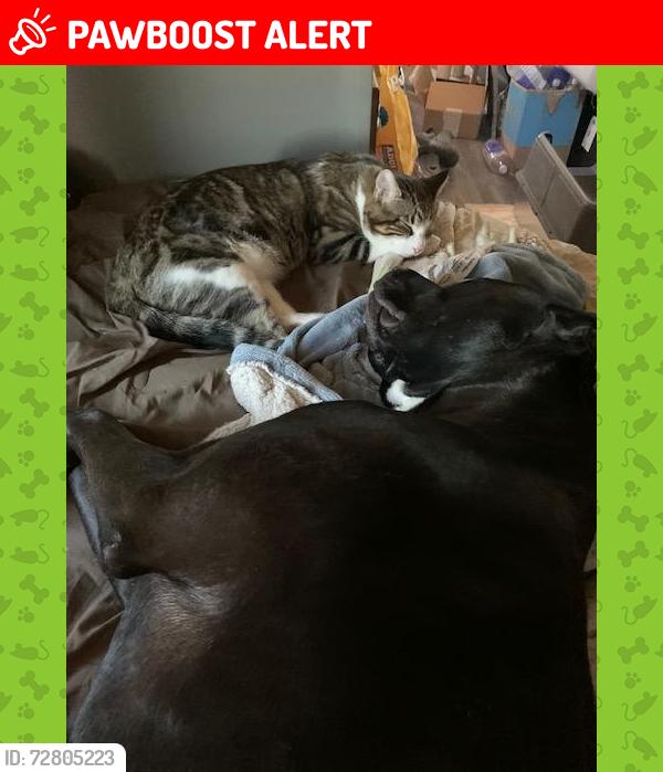 Lost Male Cat last seen Winters Rd between Leeds (Lucelle) and Bourland Pass, Joshua Tree, CA 92252