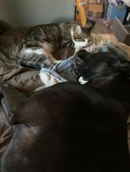 Lost Male Cat last seen Winters Rd between Leeds (Lucelle) and Bourland Pass, Joshua Tree, CA 92252