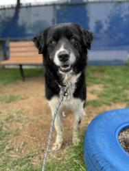 Shelter Stray Female Dog last seen w boyce ave, South District, TX, 355 Hillshire Dr, Haslet, TX 76052, USA