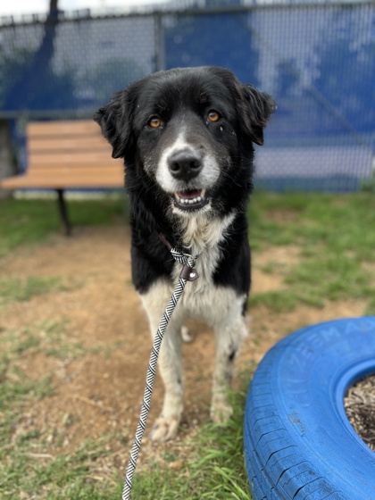 Shelter Stray Female Dog last seen w boyce ave, South District, TX, 355 Hillshire Dr, Haslet, TX 76052, USA