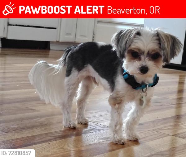 Lost Male Dog last seen sw Rigert, Beaverton, OR 97007