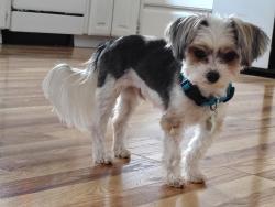 Lost Male Dog last seen sw Rigert, Beaverton, OR 97007