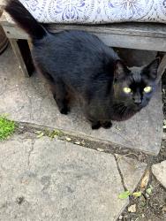 Lost Male Cat last seen Gravilla and La Jolla Blvd, San Diego, CA 92037
