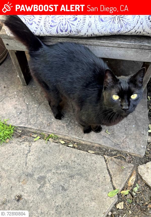 Lost Male Cat last seen Gravilla and La Jolla Blvd, San Diego, CA 92037