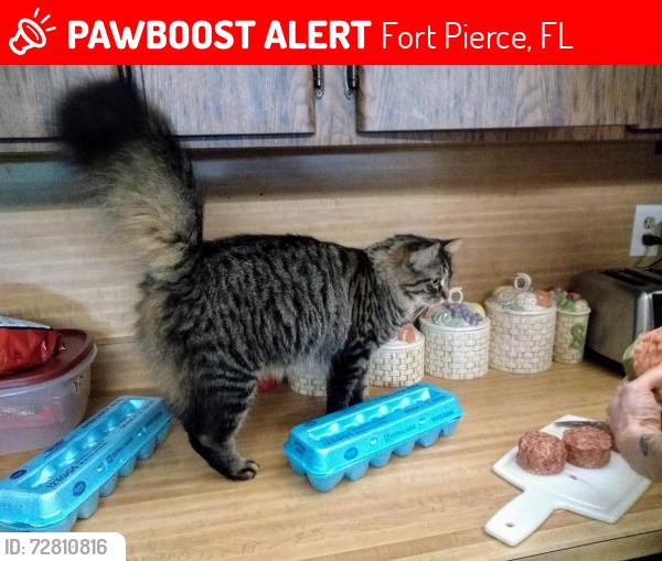 Lost Female Cat last seen Dean Dr. off of Pineview Dr. which connects to Cortez Blvd., Fort Pierce, FL 34981