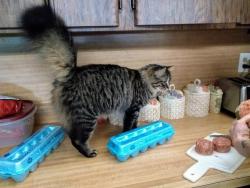 Lost Female Cat last seen Dean Dr. off of Pineview Dr. which connects to Cortez Blvd., Fort Pierce, FL 34981