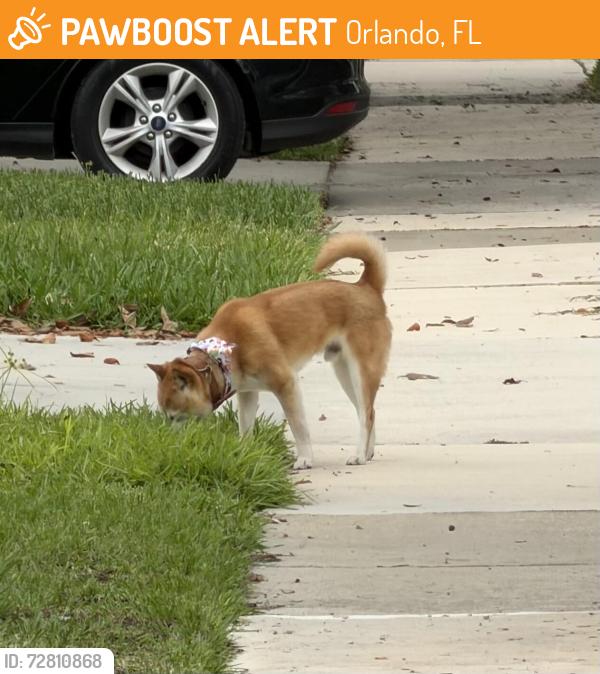 Found/Stray Male Dog last seen Entrada and alavista , Orlando, FL 32837