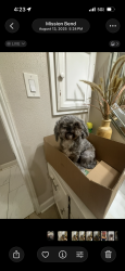 Lost Male Dog last seen Near Soledad dr, Houston, TX 77083
