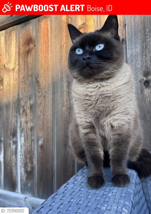 Lost Female Cat last seen Fairview & Cloverdale , Boise, ID 83713