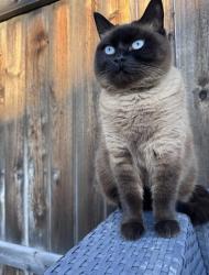 Lost Female Cat last seen Fairview & Cloverdale , Boise, ID 83713