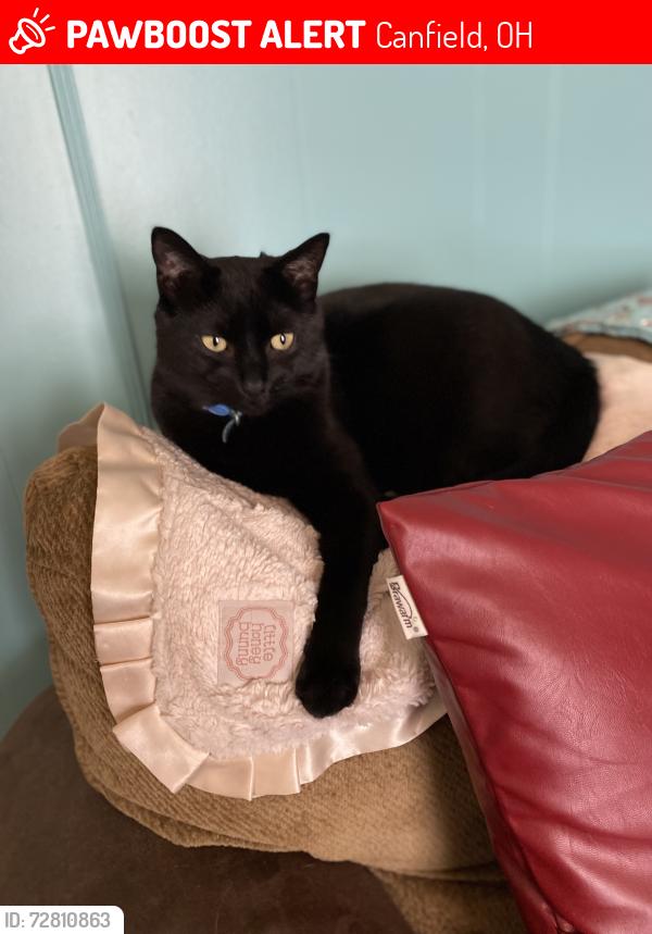 Lost Male Cat last seen near Chidester, Calico Lane area (woods), Canfield, OH 44406