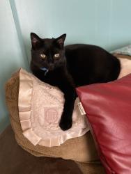 Lost Male Cat last seen near Chidester, Calico Lane area (woods), Canfield, OH 44406