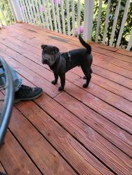 Lost Male Dog last seen Near , Louisa, VA 23093