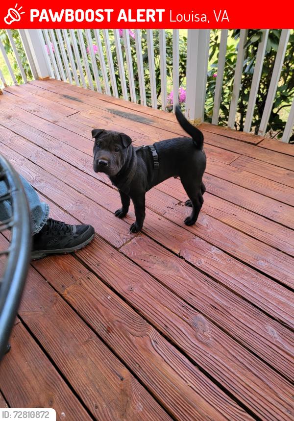 Lost Male Dog last seen Near, Louisa, VA 23093