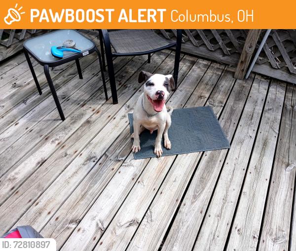 Found/Stray Female Dog last seen E Hudson Ave Columbus OH, Columbus, OH 43211