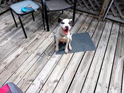 Found/Stray Female Dog last seen E Hudson Ave Columbus OH, Columbus, OH 43211