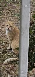 Found/Stray Unknown Cat last seen Milledge Road, Augusta, GA 30904