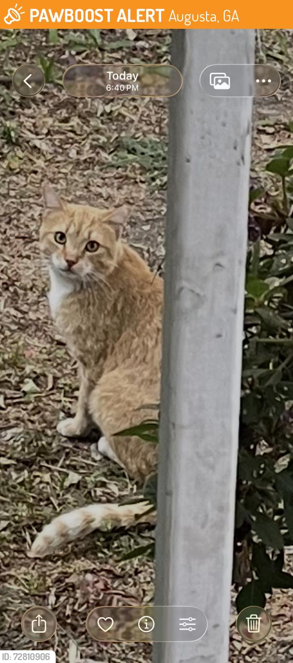 Found/Stray Unknown Cat last seen Milledge Road, Augusta, GA 30904