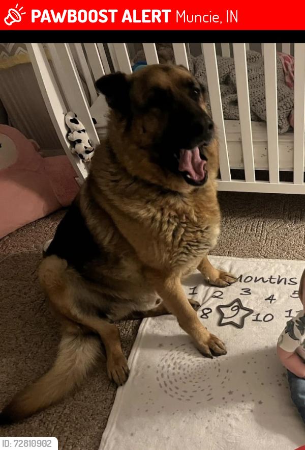 Lost Male Dog last seen Tyrone & Riverside, Muncie, IN 47304