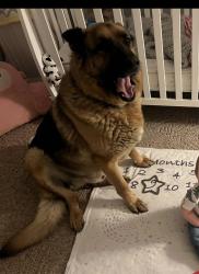 Lost Male Dog last seen Tyrone & Riverside, Muncie, IN 47304