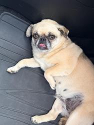 Found/Stray Female Dog last seen Barbers mill road and slate top rd , Clayton, NC 27520