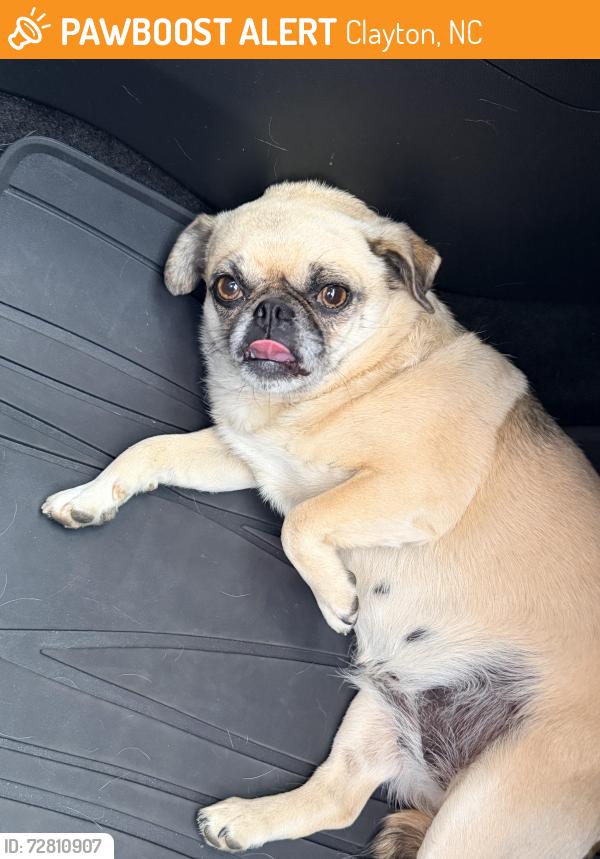 Found/Stray Female Dog last seen Barbers mill road and slate top rd , Clayton, NC 27520