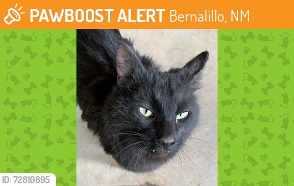 Found/Stray Unknown Cat last seen Athena Ave, Bernalillo, NM 87004