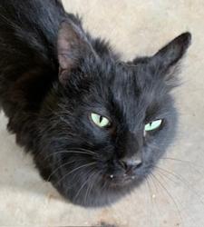 Found/Stray Unknown Cat last seen Athena Ave, Bernalillo, NM 87004