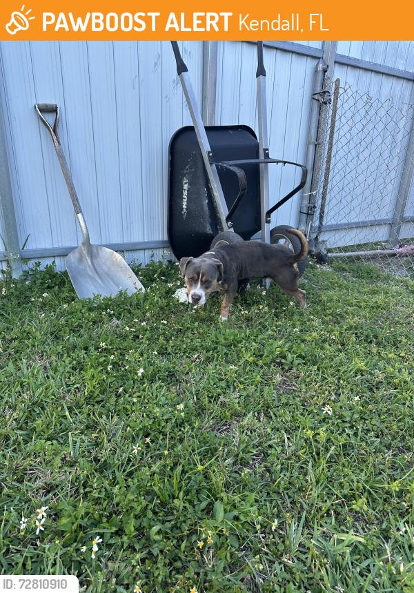 Lost Male Dog last seen Near ave and 165 st, Perrine, FL 33157